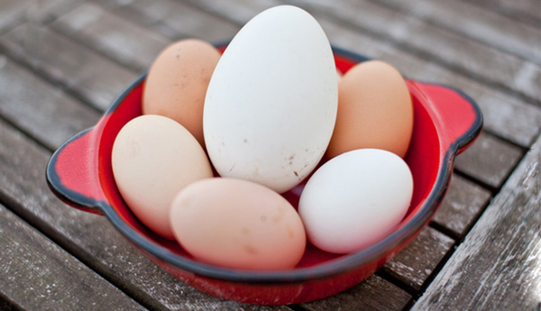 Mẹ bầu 3 tháng đầu ăn trứng ngỗng bao nhiêu là đủ?