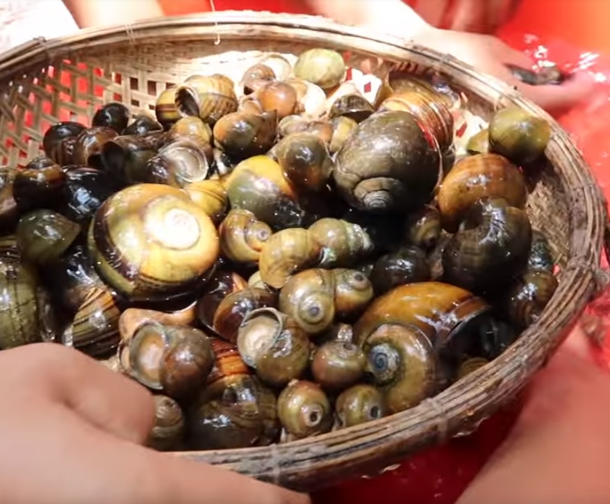 Cách chọn ốc béo ngậy một trong những loại thức ăn sông nước phổ biến nhất Việt Nam
